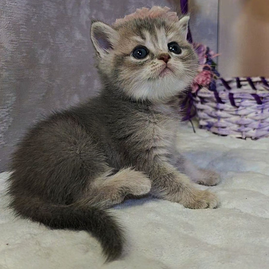 Ursula British Shorthair female, blue tortie ticked tabby