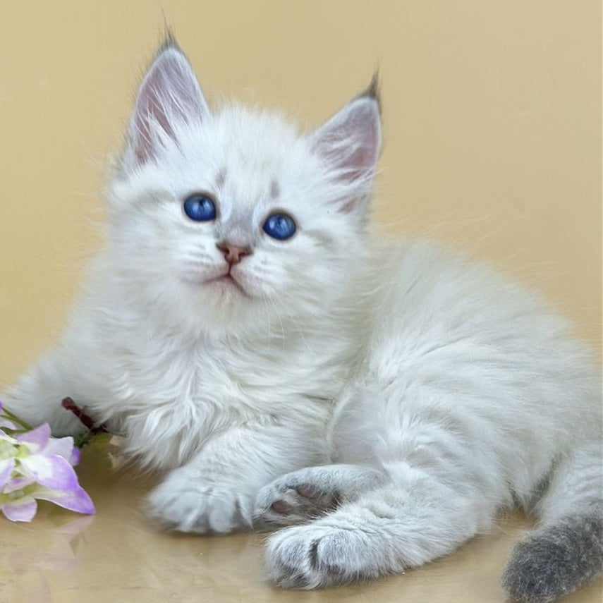 Yuki Siberian female, blue tabby pointed