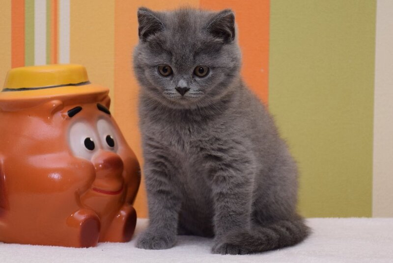 Uno British Shorthair male, blue
