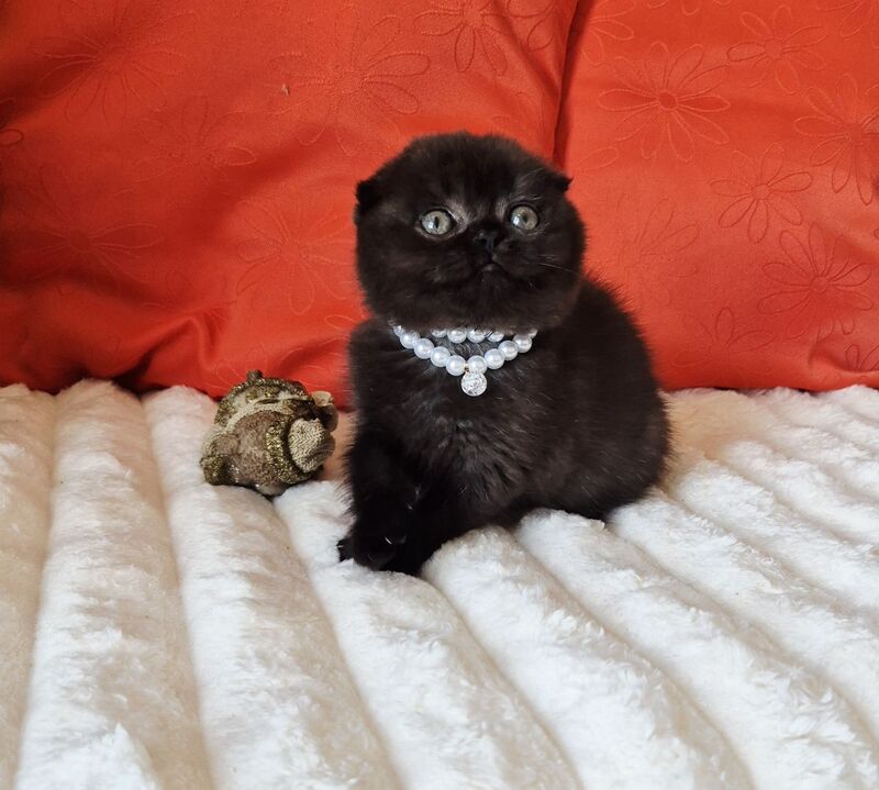 Koko Scottish Fold female chocolate - live animals