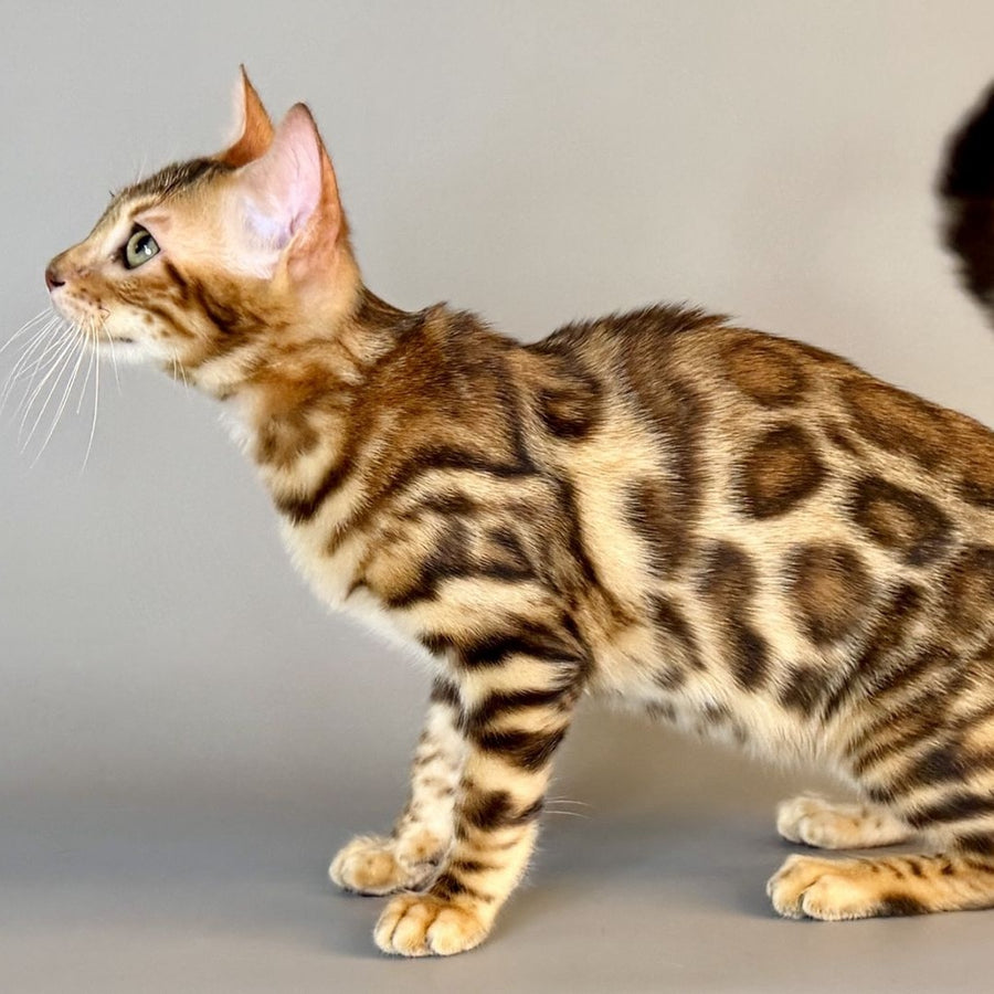 Xirelle Bengal female, black golden spotted tabby
