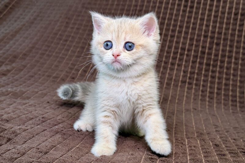 Marsi Munchkin female, blue golden tabby