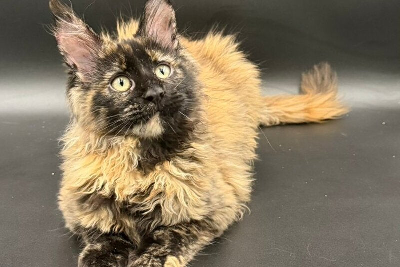 Wetta Maine Coon female, black tortie