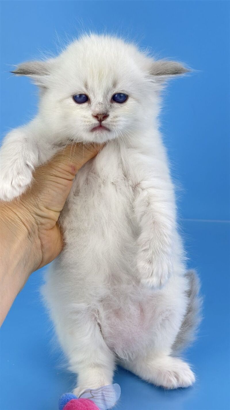 Windsor Siberian male blue tabby pointed with white - live animals