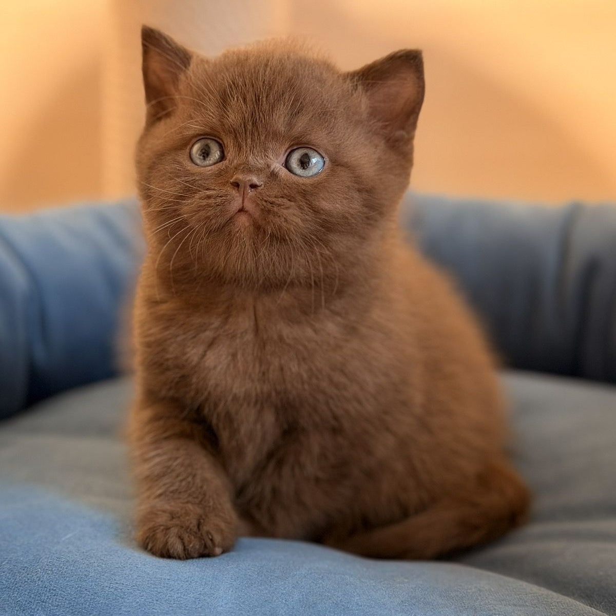 Asher British Shorthair male, chocolate