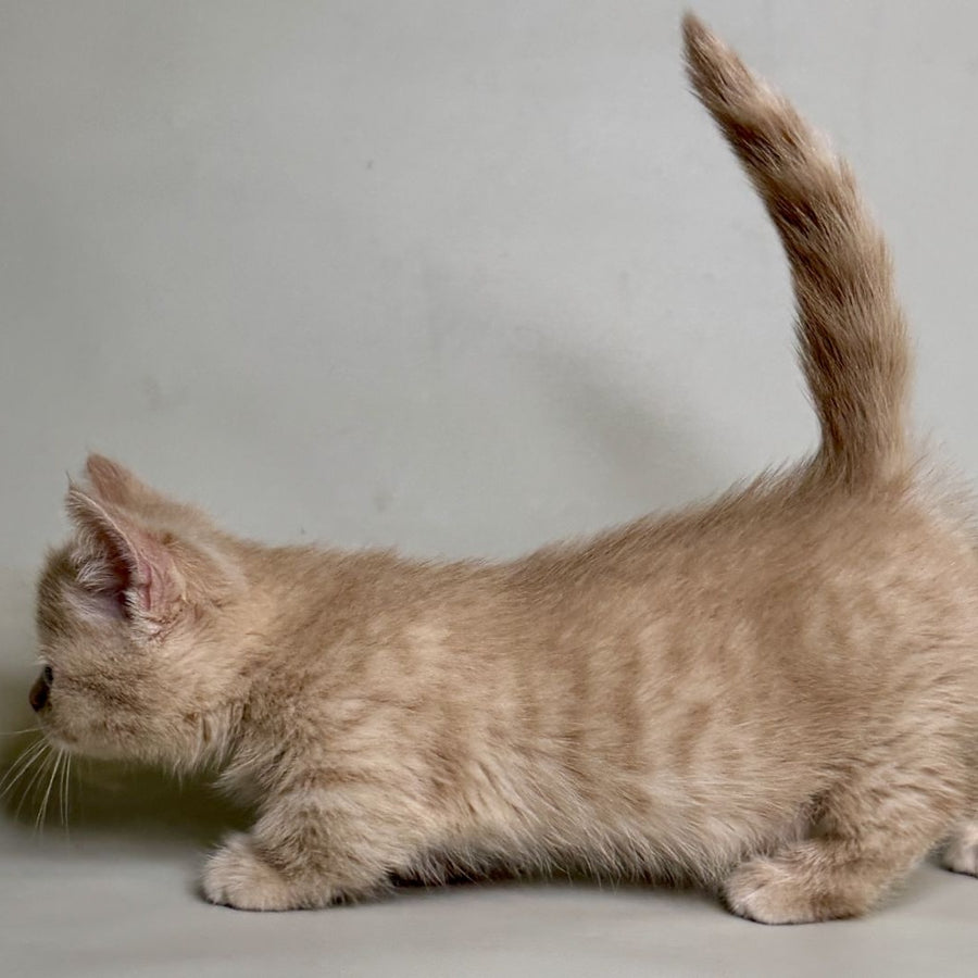 Odie Munchkin male, lilac