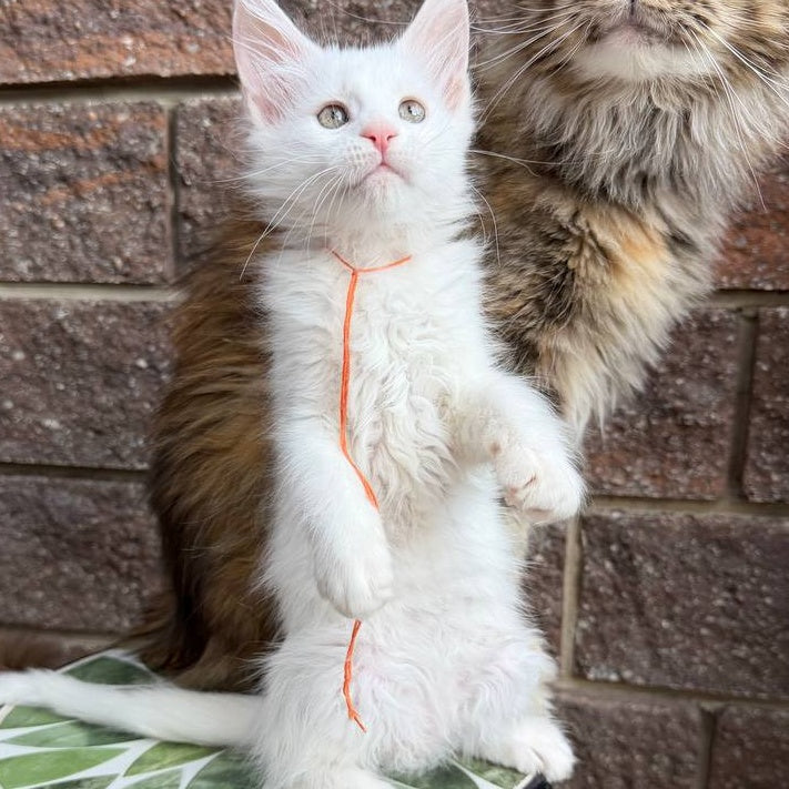 Xyla Maine Coon female, white