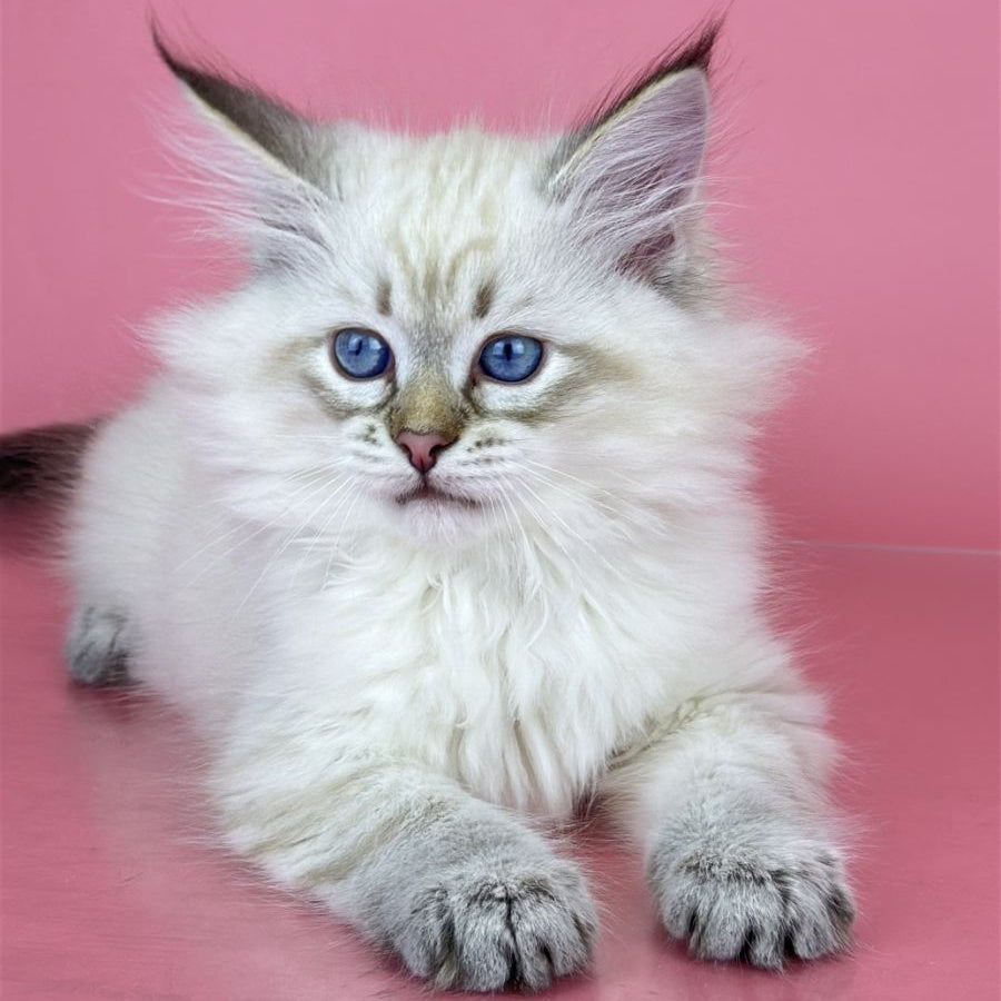 Bastian Siberian male, seal tabby pointed