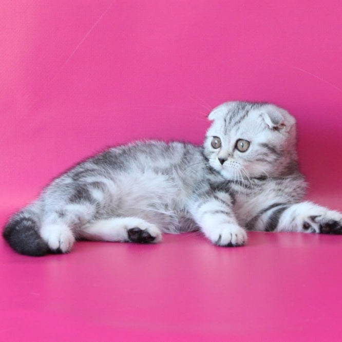 Santa Scottish Fold female, black silver tabby