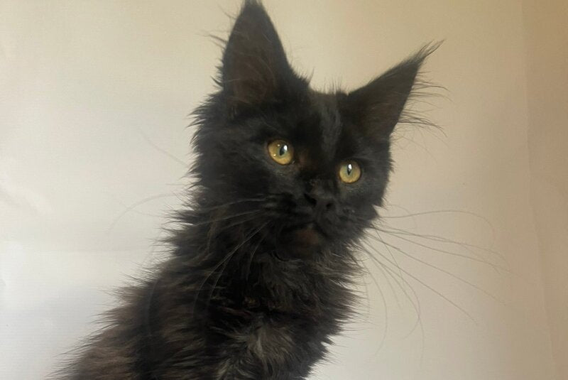 Enni Maine Coon female black - live animals
