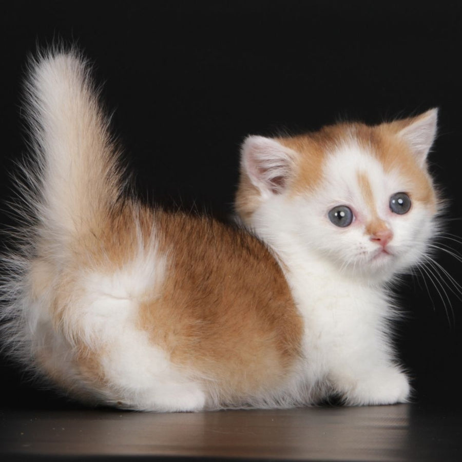 Velcro Munchkin male, black golden shaded bicolour