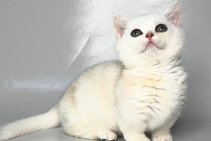 Zynar Munchkin male black silver shaded - live animals