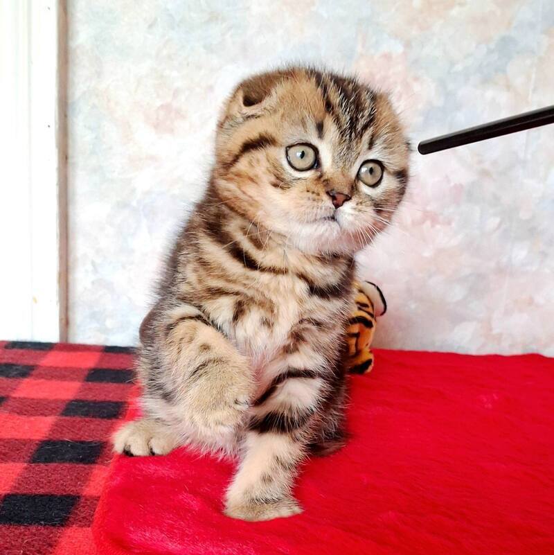 Shakira Scottish Fold female, black tabby
