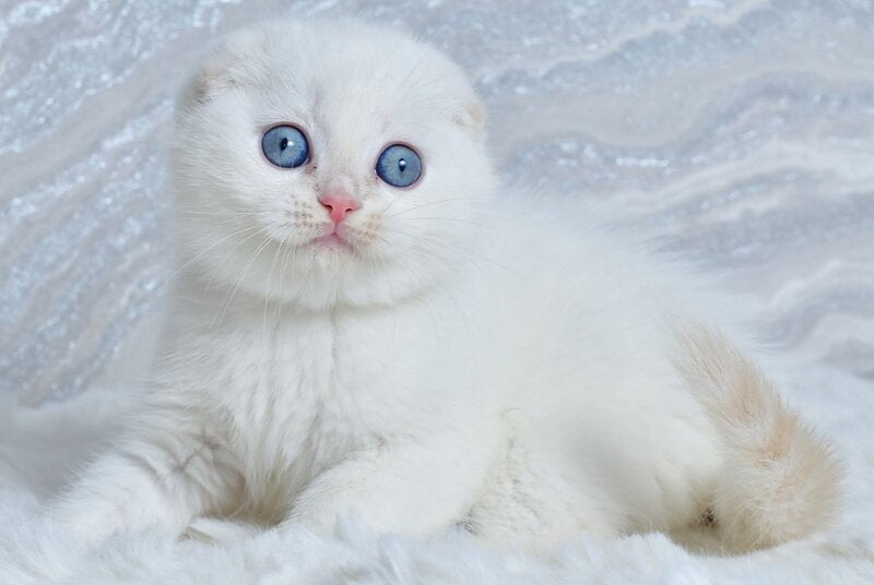 Jeff Scottish Fold male, cream tabby pointed