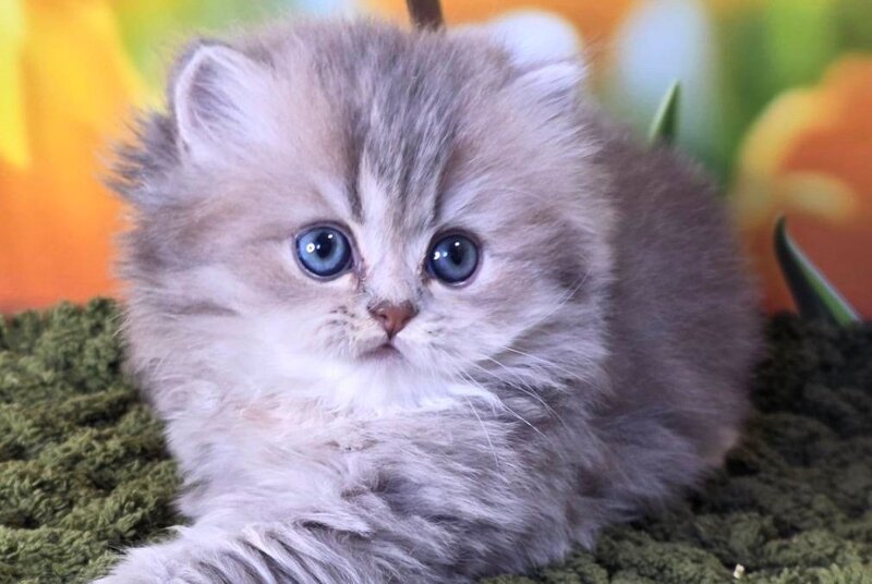 Garry British Longhair male, blue golden shaded