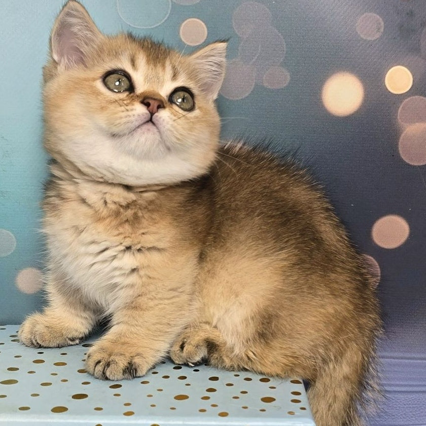 Crumble Munchkin male, black golden shaded
