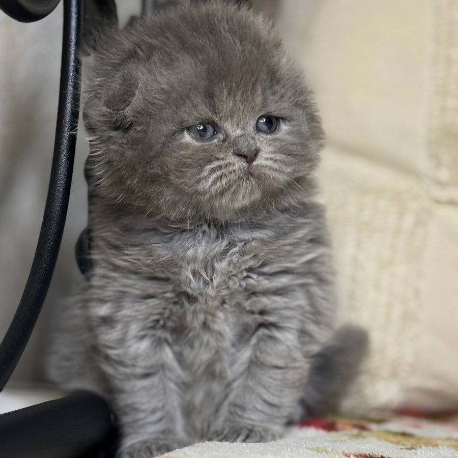 Bobby Scottish Fold female, black silver shaded
