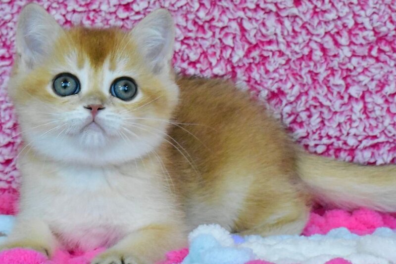 Oskar British Shorthair male, black golden chinchilla