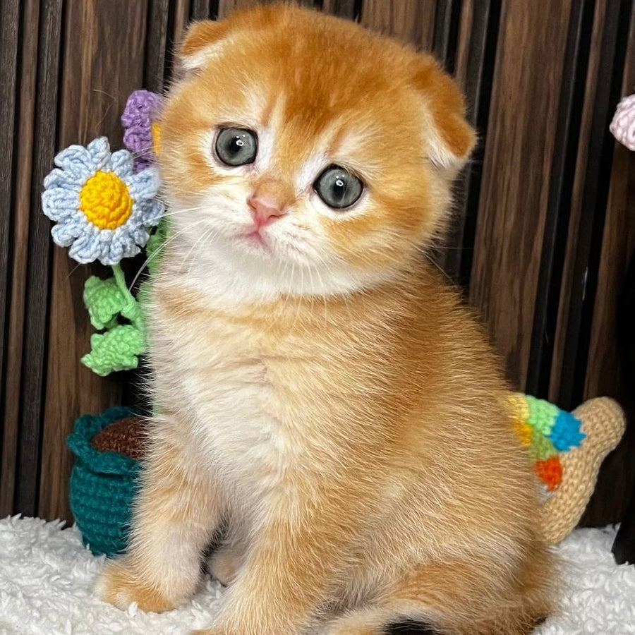 Nefertiti Scottish Fold female, black golden chinchilla