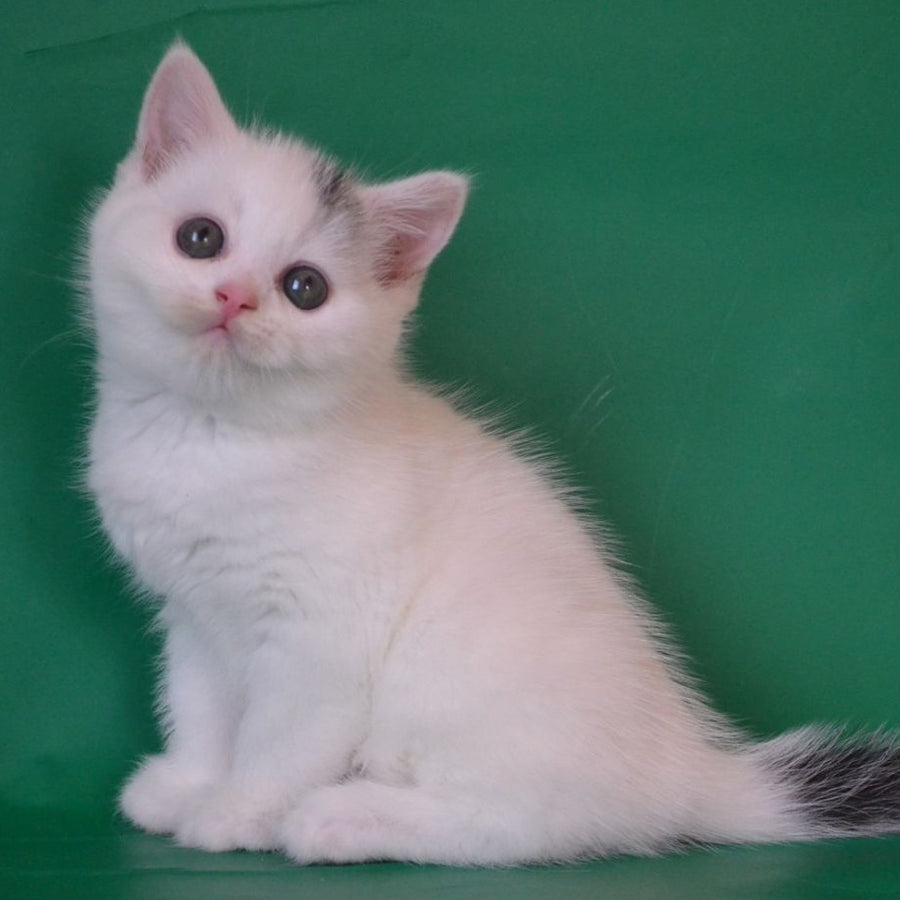 Olaf Scottish Straight male, black silver tabby van