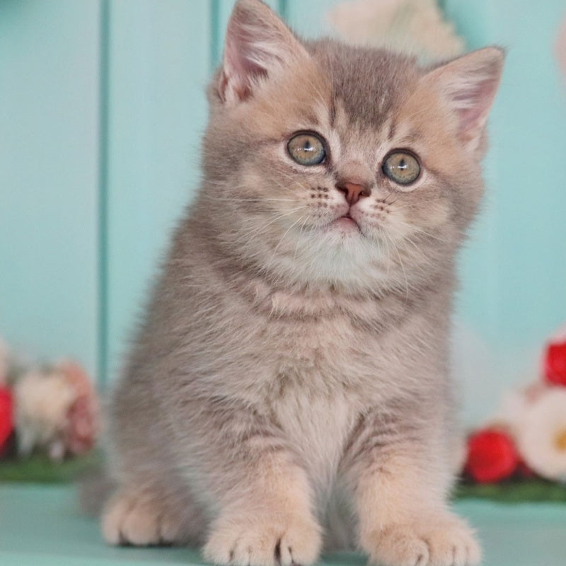 Xavian British Shorthair male, blue golden ticked tabby