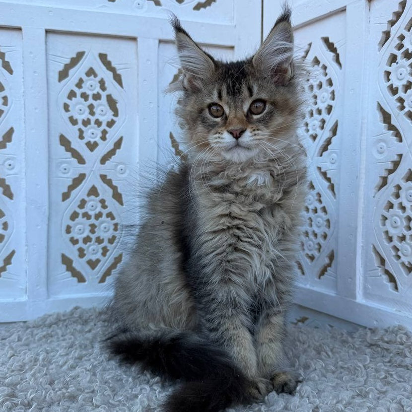 Bambi Maine Coon female, black ticked tabby