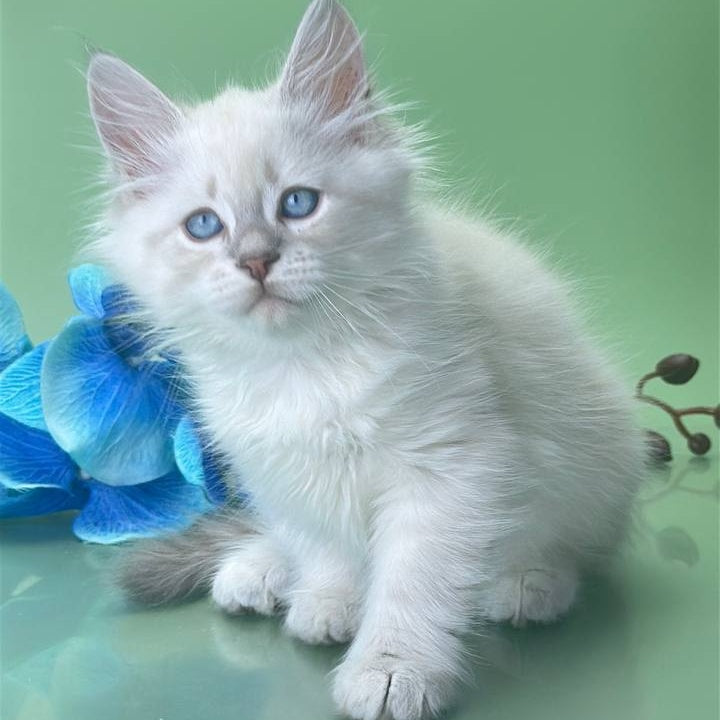 Xavier Siberian male, blue tabby pointed