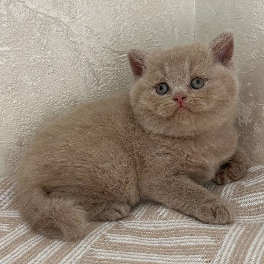 Adel British Shorthair female, fawn