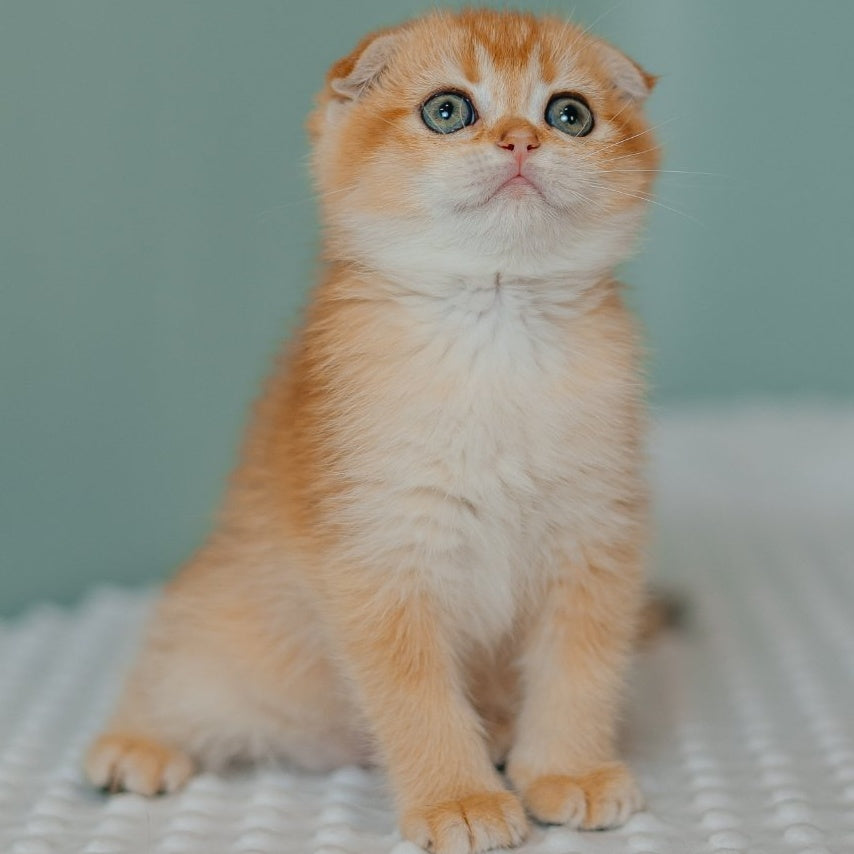 Diora Scottish Fold female, black golden chinchilla
