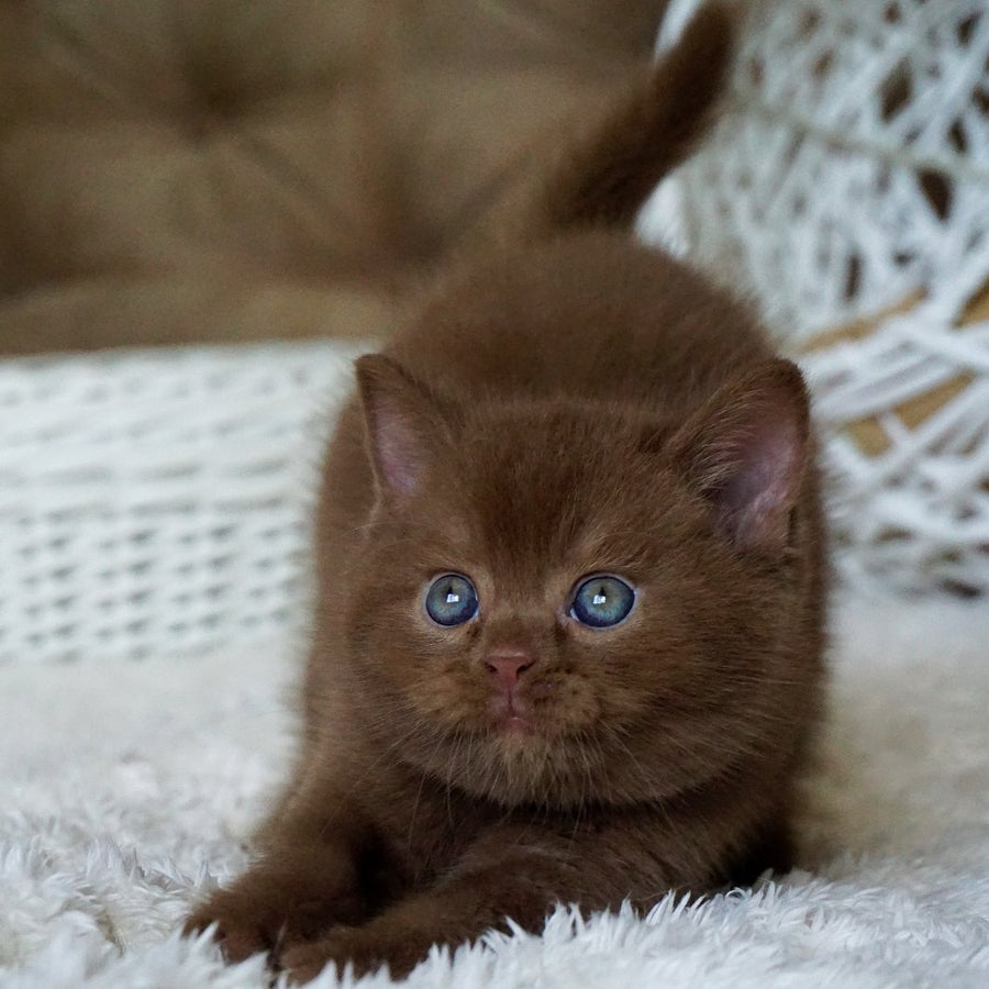 Miki British Shorthair male, cinnamon