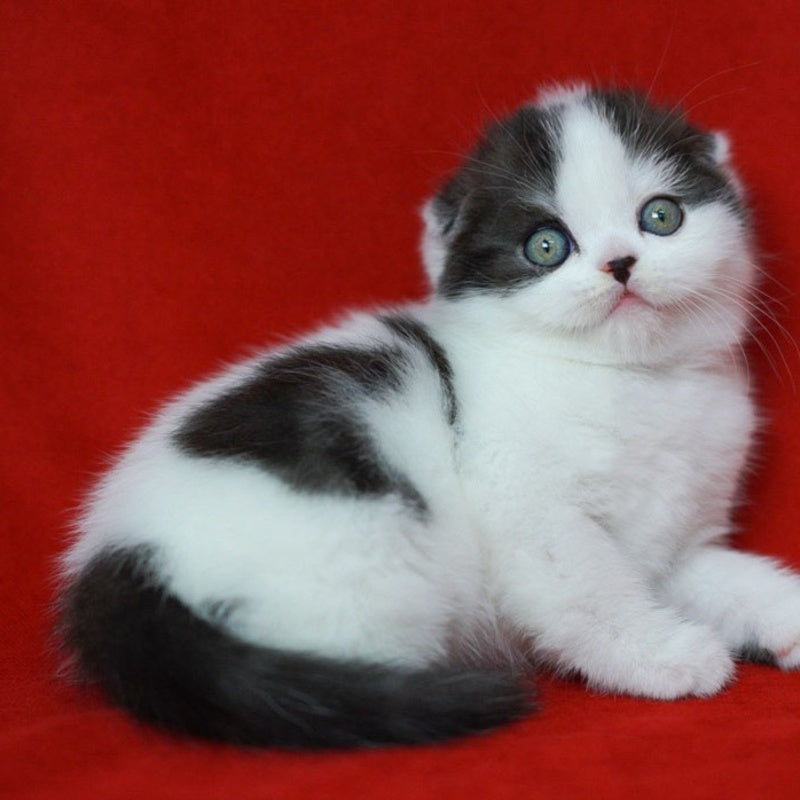Tic Tac Scottish Fold male, black silver harlequin
