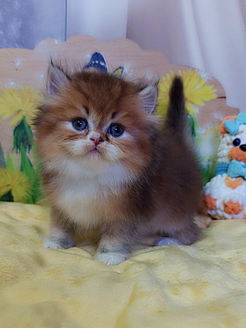 Nox British Longhair male, chocolate golden ticked tabby