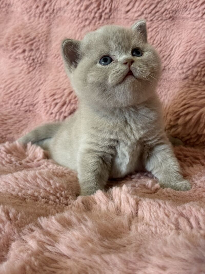 Boston British Shorthair male lilac - live animals