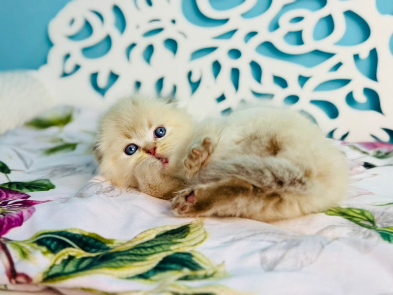 Xtreme Scottish Fold male chocolate pointed bicolour - live animals