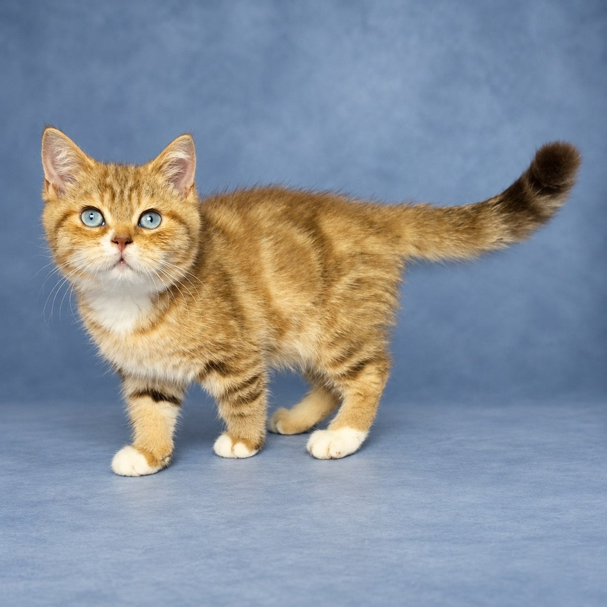 Leopold British Shorthair male, chocolate golden tabby with white