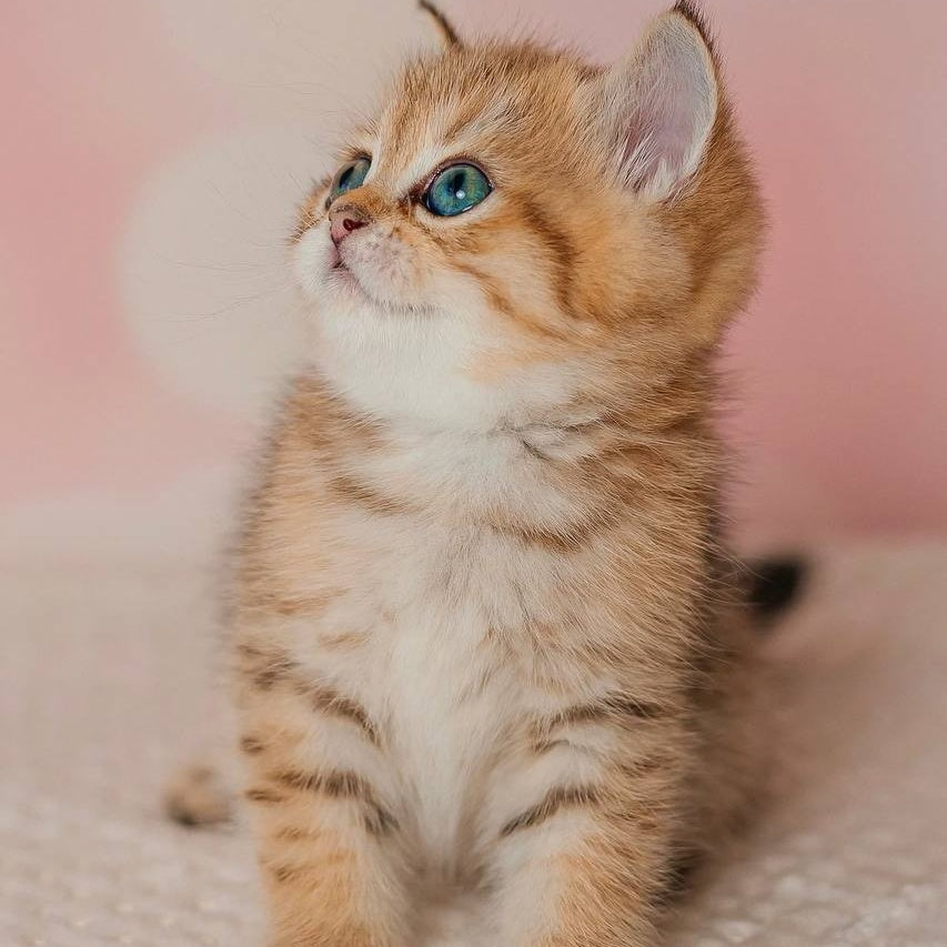 Glroia Scottish Straight female, black golden spotted tabby