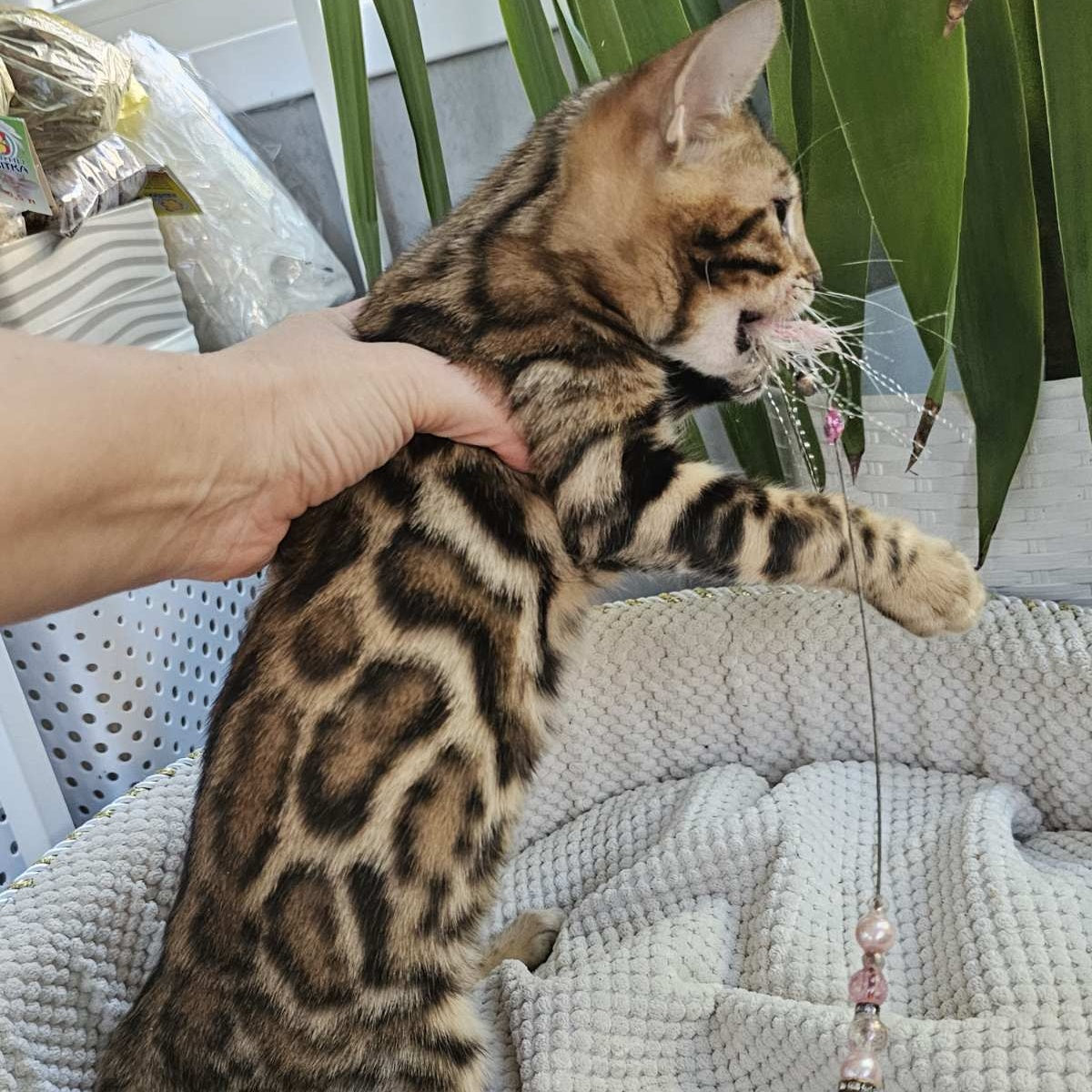 Indigo Bengal male, black spotted tabby