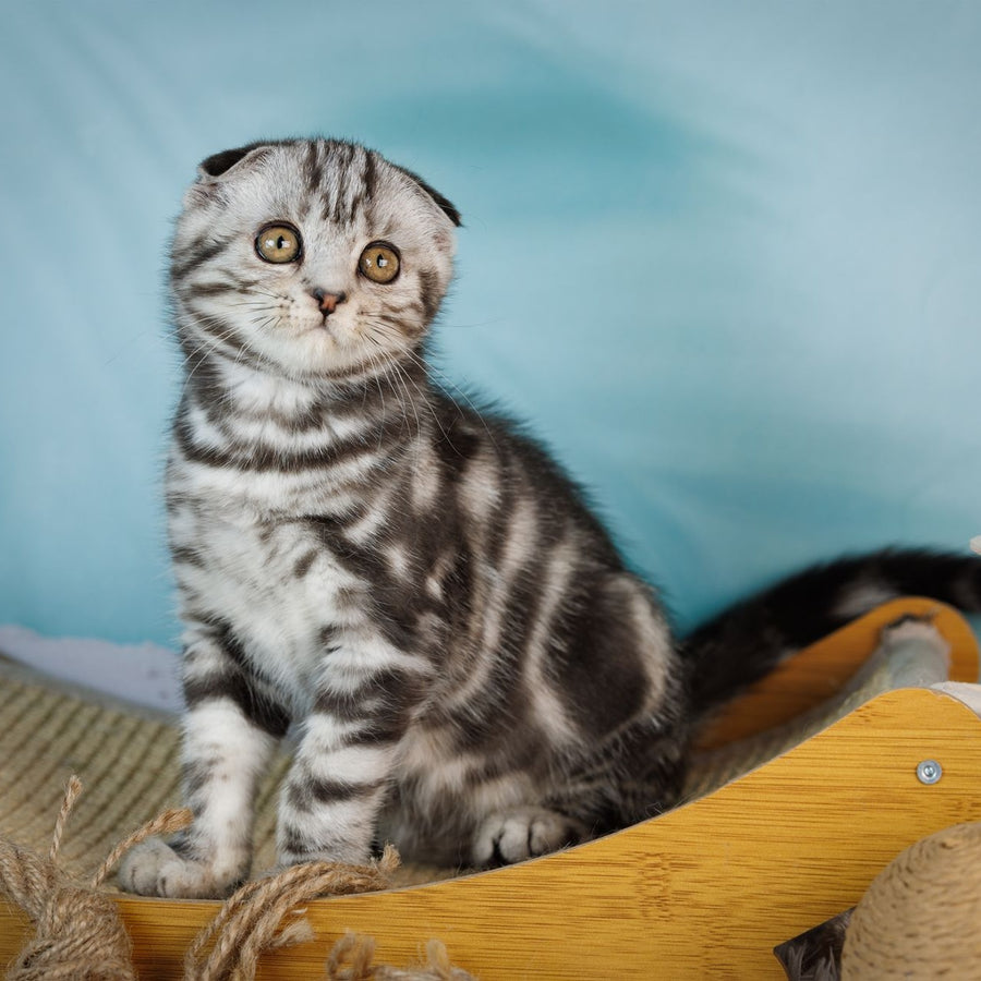 Aston Scottish Fold male, black silver tabby