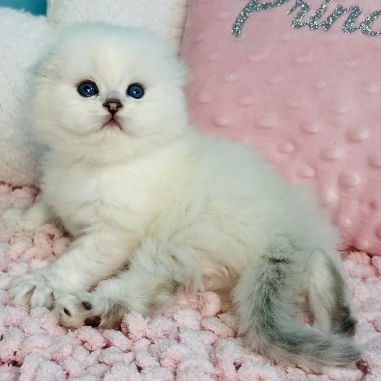 Ice Scottish Fold male, black silver shaded pointed