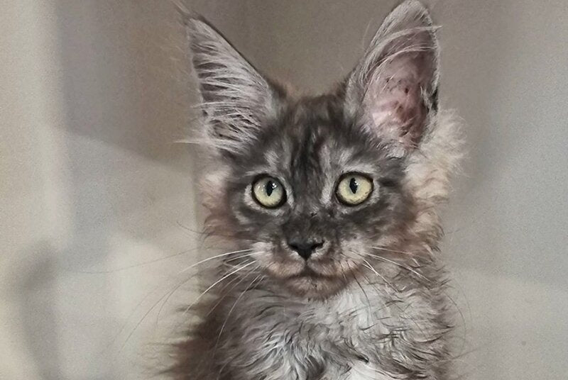 Cassia Maine Coon female black silver - live animals