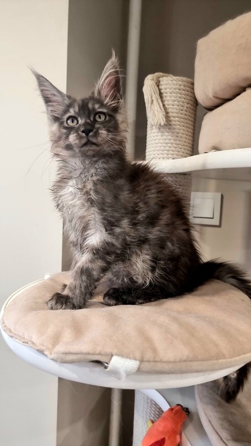 Cassia Maine Coon female black silver - live animals