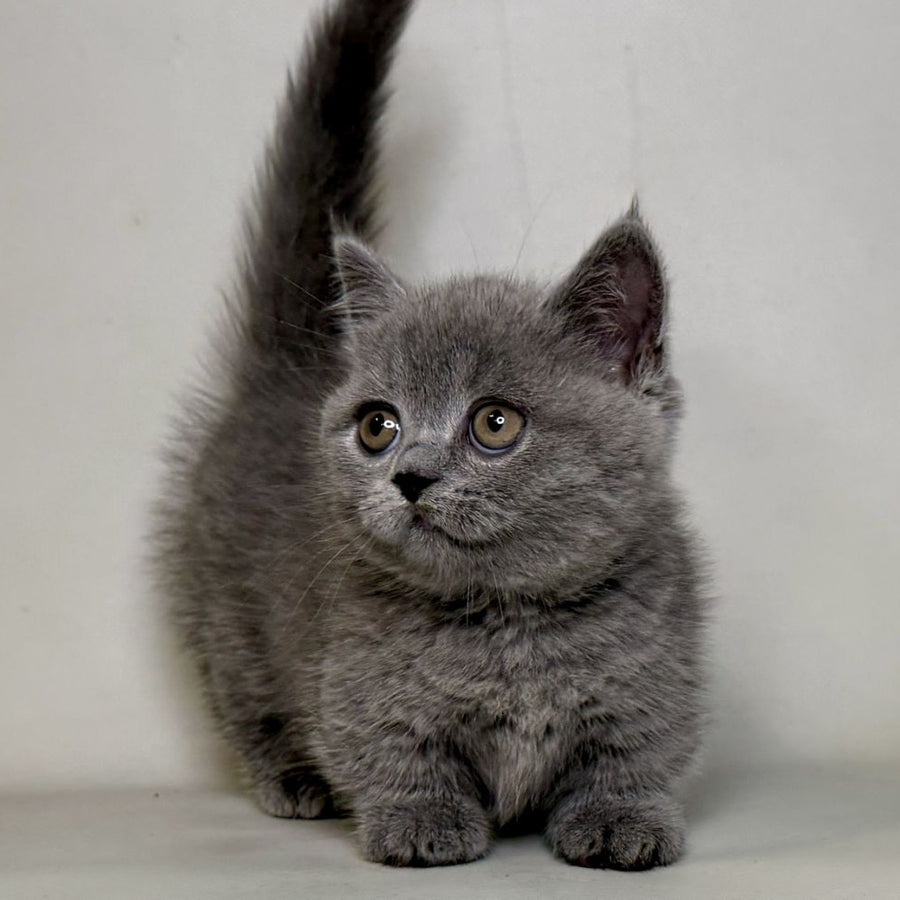 Obi Munchkin female, blue