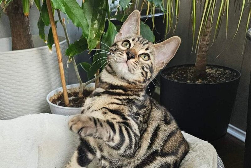 Kairos Bengal male, black spotted tabby
