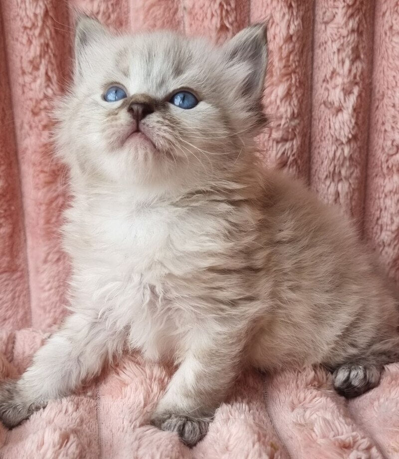 Zigfryd Siberian male seal tabby pointed - live animals