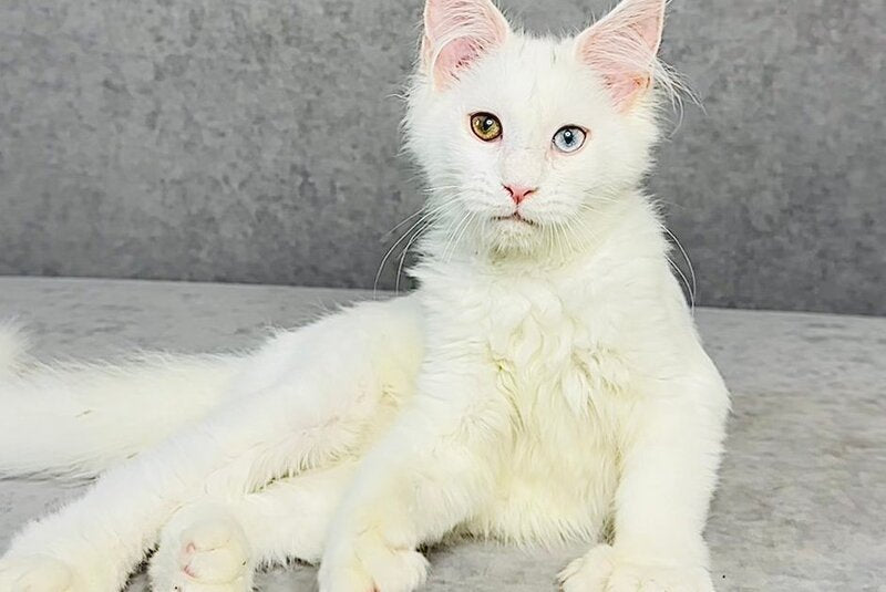 Pearla Maine Coon female, white