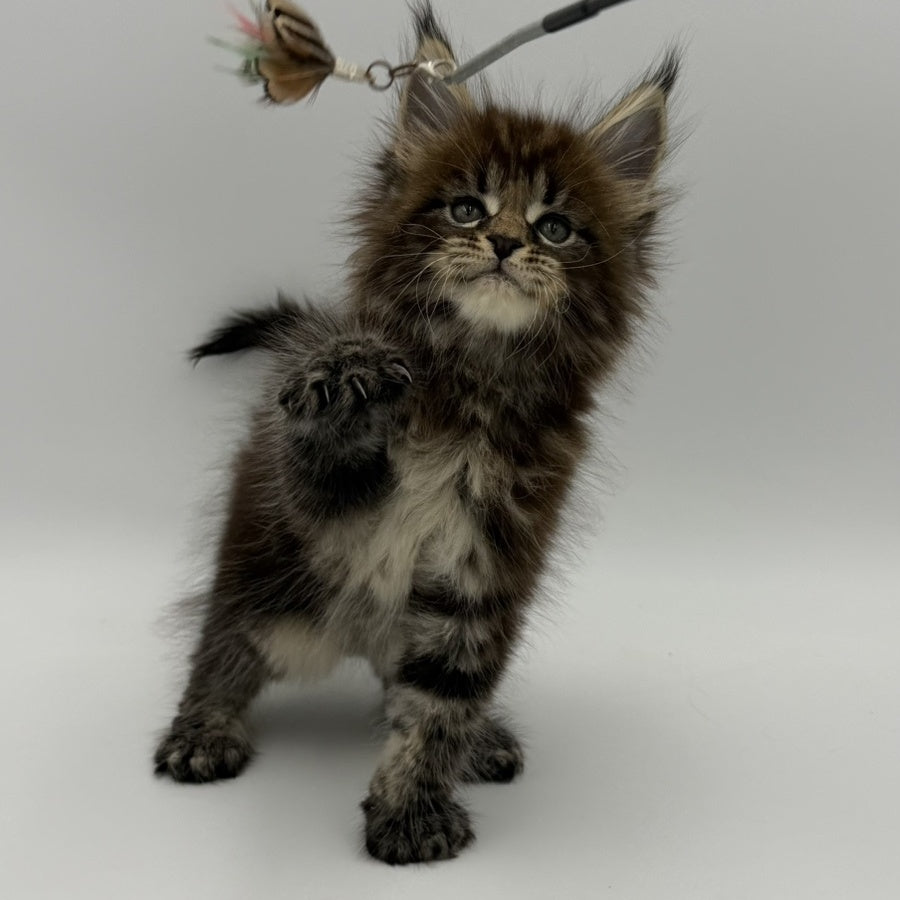 Zeus Maine Coon male, black tabby