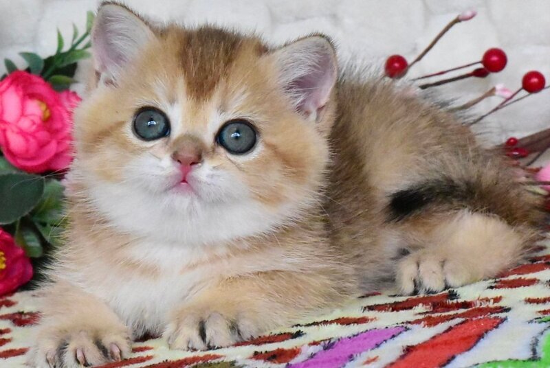 Wendy British Shorthair female black golden shaded - live animals