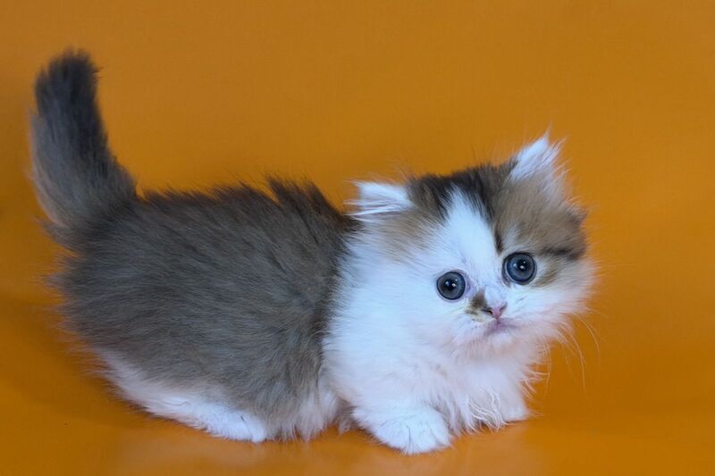 Yomar Munchkin male black golden ticked tabby - live animals