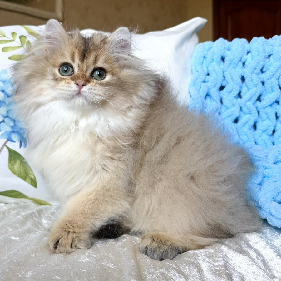 Cliff British Longhair male, black golden shaded