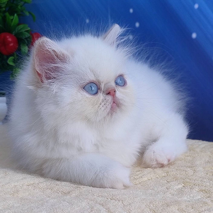 Saffi Persian female, cream pointed